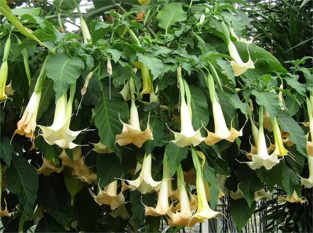 “Sopro do diabo”: conheça a escopolamina, droga associada a crimes violentos