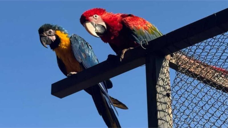 Área de Soltura Fazenda São Benedito, em Jangada, recebe 8 animais silvestres aptos para voltarem à natureza