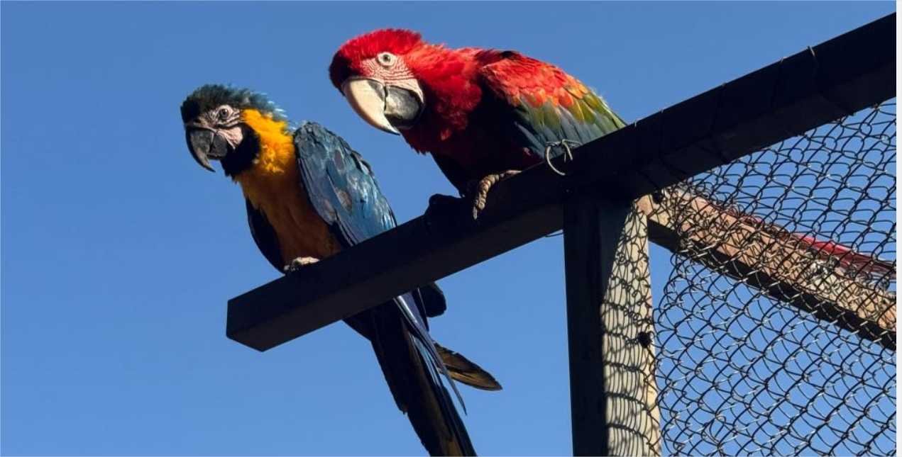 Área de Soltura Fazenda São Benedito, em Jangada, recebe 8 animais silvestres aptos para voltarem à natureza