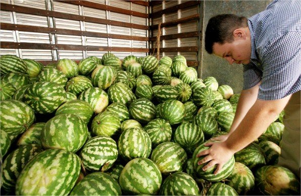 Melancia e Coco verde lideram custo-benefício na venda por atacado, revela boletim do ProHort
