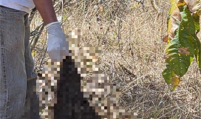 Ossada encontrada pela Polícia Civil revela indícios de tortura e decapitação