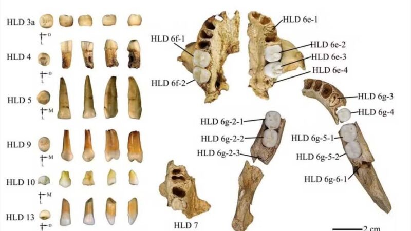 Fósseis de hominídeos de 300 mil anos achados na China compartilham traços de Homo sapiens