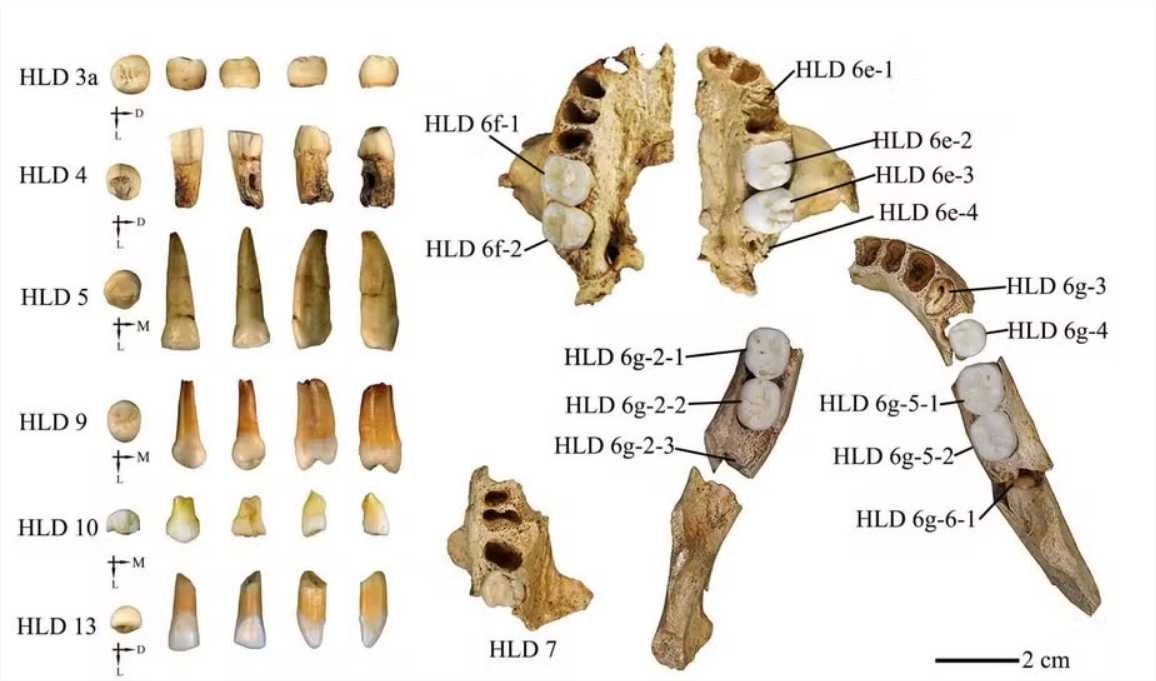 Fósseis de hominídeos de 300 mil anos achados na China compartilham traços de Homo sapiens