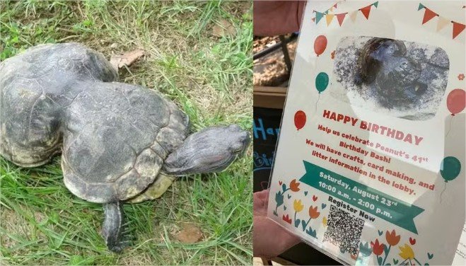 Tartaruga deformada por plástico completa 41 anos e ganha festa de aniversário nos EUA