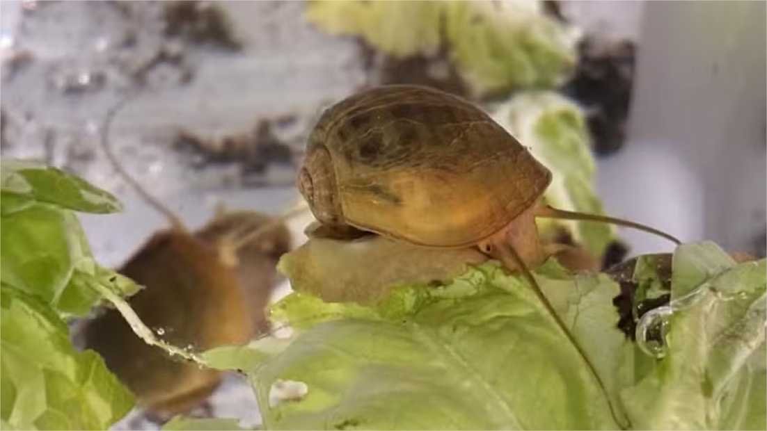 Este caramujo consegue regenerar seus olhos. E isso pode ajudar humanos