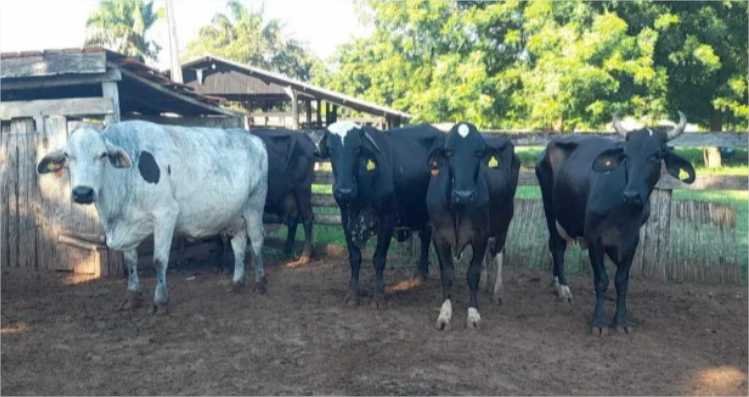 Seaf abre licitação para serviço de transferência de embriões bovinos voltados à agricultura familiar