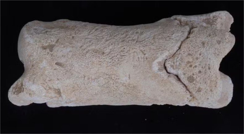 Apito egípcio de 3.300 anos era usado por guardas que vigiavam tumba real