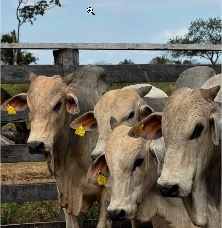 JBS já entregou mais de 120 mil brincos para rastreamento de rebanho a pecuaristas