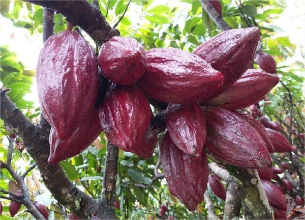 Empaer executará R$ 2,5 milhões em experimentos para posicionar MT na rota internacional do cacau