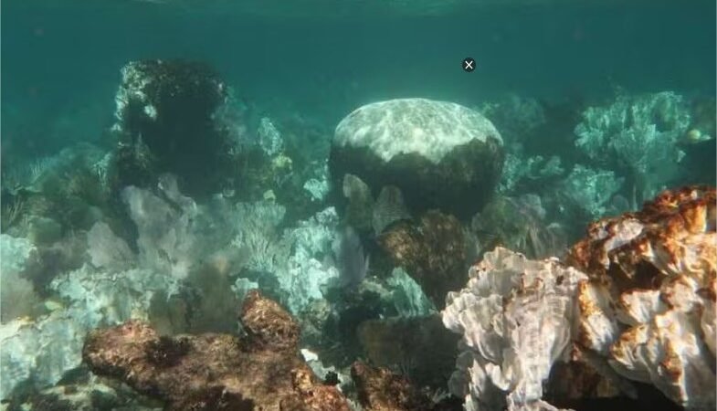 Corais do Atlântico não vão sobreviver a um mundo mais quente, diz estudo