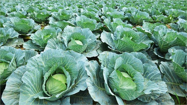 ProHort revela queda de 10% no preço do repolho e aumento de 20% no valor da couve-flor e brócolis