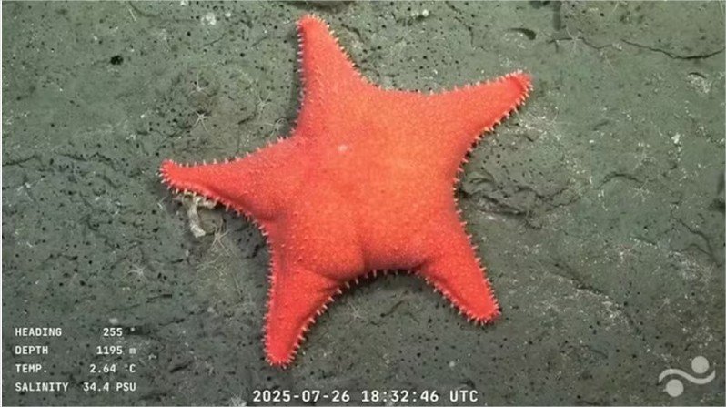 Estrela-do-mar com bumbum? Expedição descobre espécies marinhas inéditas na Argentina