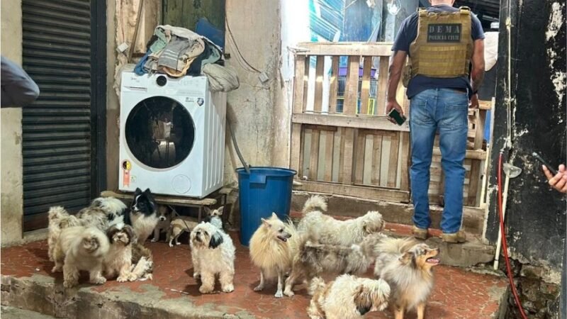 Polícia Civil e Bem Estar Animal resgatam cães e roedores e interditam canil clandestino em Cuiabá