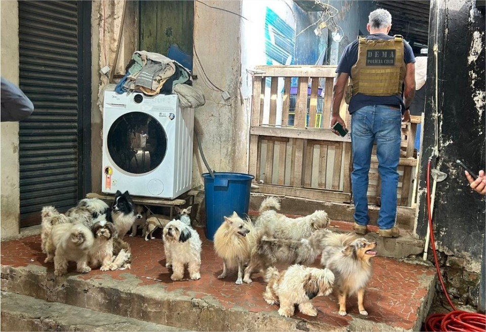 Polícia Civil e Bem Estar Animal resgatam cães e roedores e interditam canil clandestino em Cuiabá