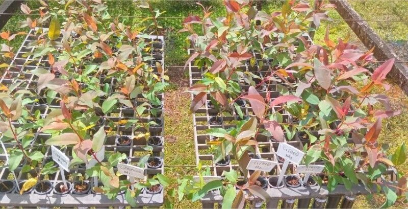Pesquisadores desenvolvem tecnologia sustentável para produção de mudas florestais em MT