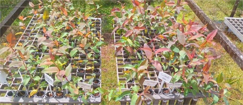 Pesquisadores desenvolvem tecnologia sustentável para produção de mudas florestais em MT