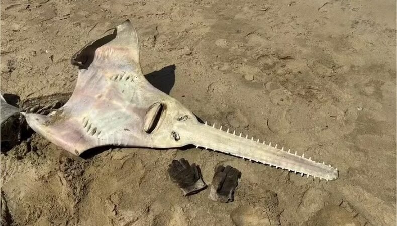 Peixe-serra em forma de guitarra, extinto há 26 anos, surge em praia na África