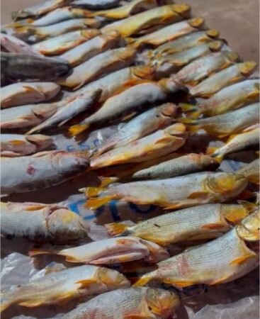 Polícia Militar prende homem com 200 quilos de pescado irregular dentro de carro