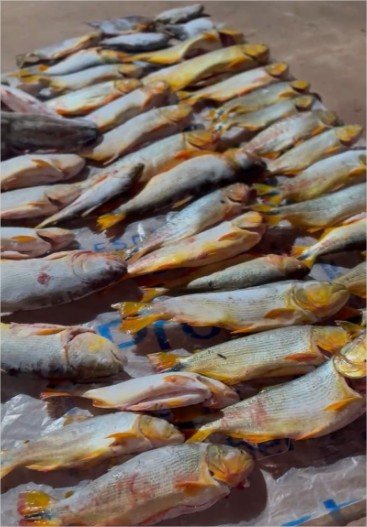 Polícia Militar prende homem com 200 quilos de pescado irregular dentro de carro