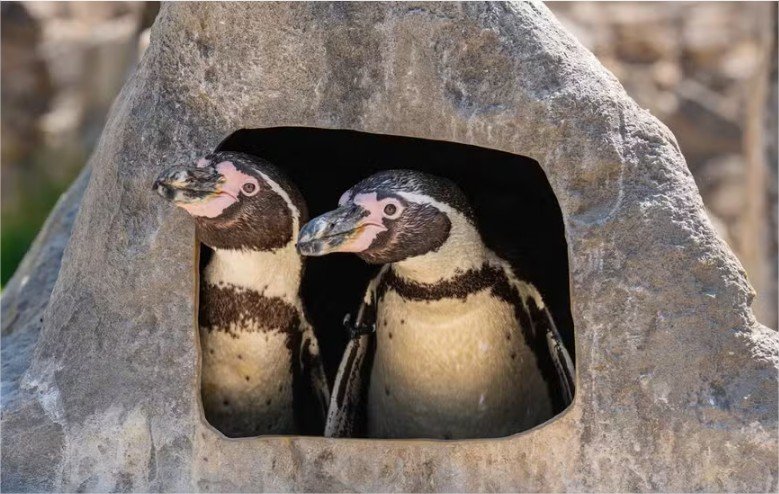 Casal gay de pinguins choca ovo e faz filhote raro nascer na Inglaterra