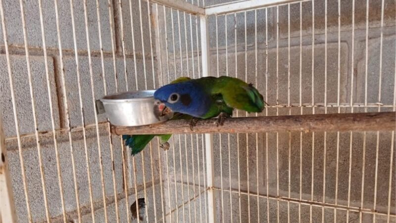 Sema encaminha cinco animais silvestres para Santuário em Minas Gerais