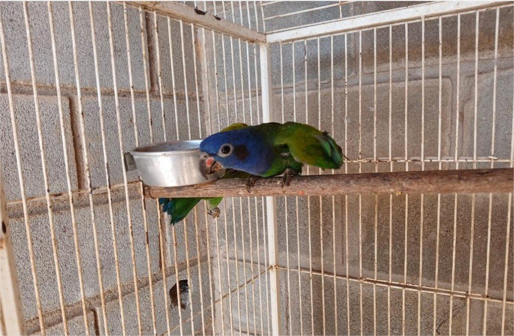 Sema encaminha cinco animais silvestres para Santuário em Minas Gerais