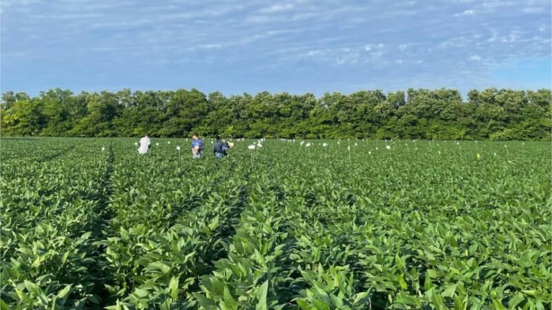 Pesquisa aponta efeitos promissores da aplicação de calcário e gesso na produtividade da soja em Mato Grosso
