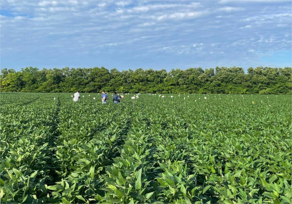 Pesquisa aponta efeitos promissores da aplicação de calcário e gesso na produtividade da soja em Mato Grosso