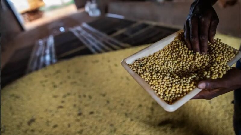 MT tem seis cidades na lista dos municípios com maior valor de produção agrícola e lidera ranking dos estados