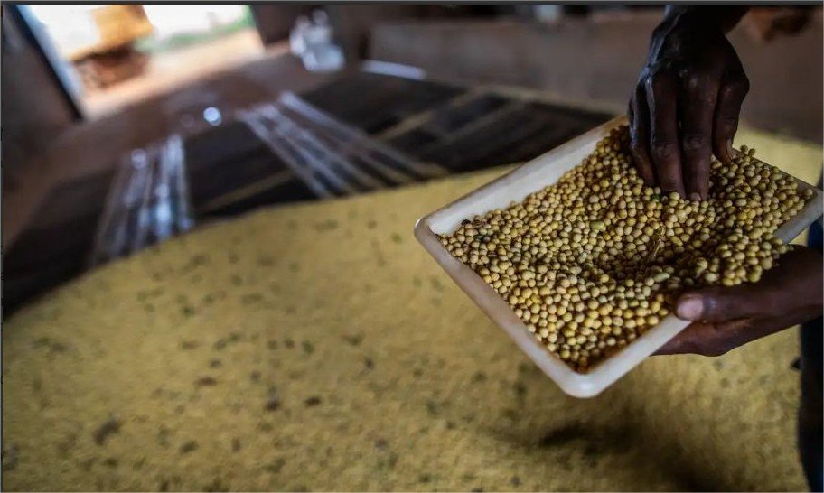 MT tem seis cidades na lista dos municípios com maior valor de produção agrícola e lidera ranking dos estados