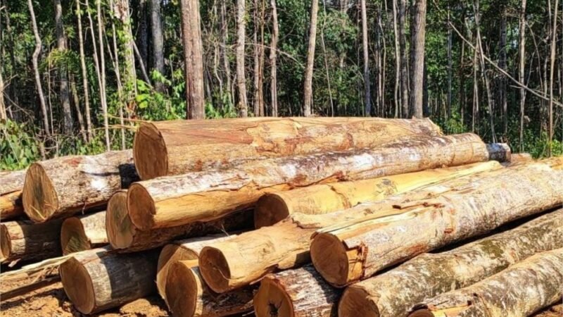 Sema apreende trator e toras de madeira ilegal durante ação em Marcelândia