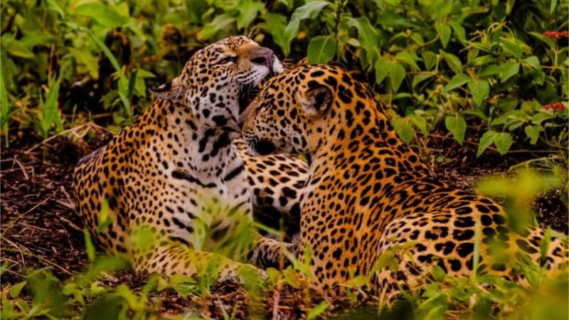 Embratur destaca Pantanal e Mato Grosso como potências do turismo brasileiro