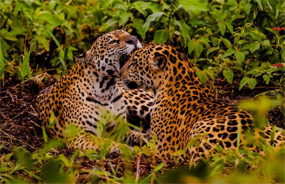 Embratur destaca Pantanal e Mato Grosso como potências do turismo brasileiro