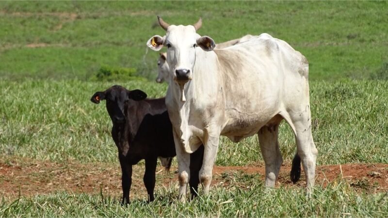 Ferramenta gratuita da JBS realiza mais de 30 mil análises socioambientais para apoiar pecuaristas