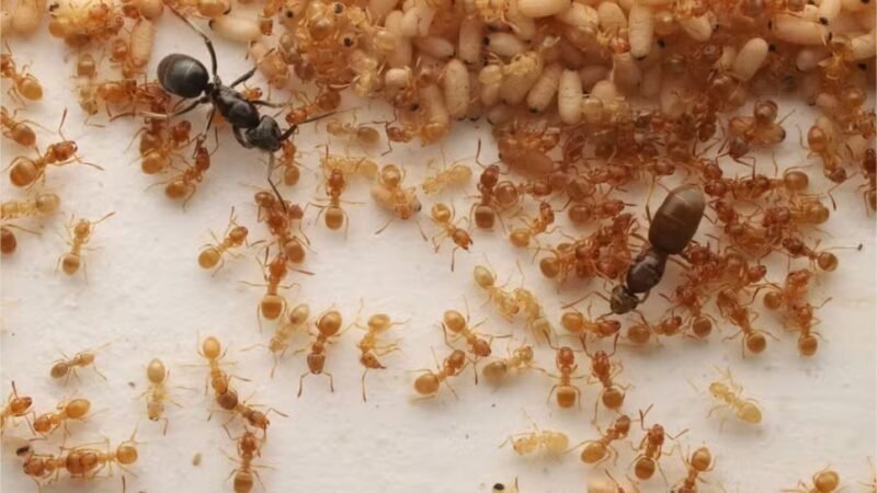 Parasita engana abelhas operárias e as faz matar sua própria rainha