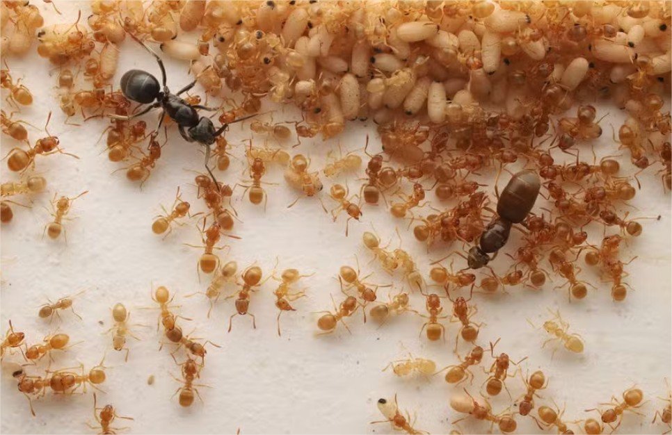 Parasita engana abelhas operárias e as faz matar sua própria rainha