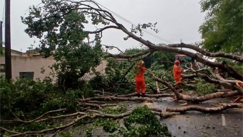 Corpo de Bombeiros registra aumento de 58,6% nas ocorrências de queda de árvores em 2025