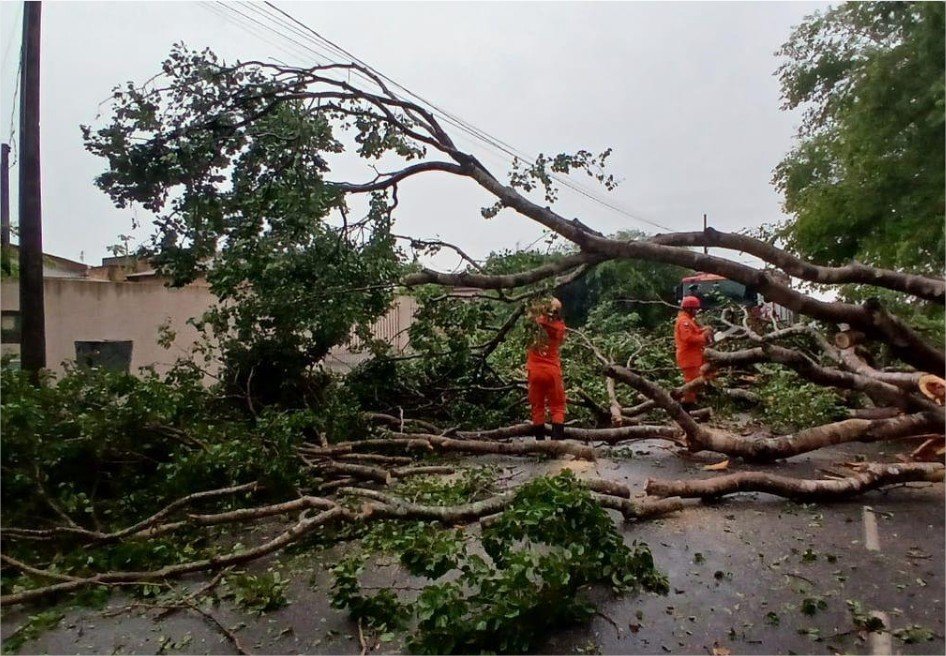 Corpo de Bombeiros registra aumento de 58,6% nas ocorrências de queda de árvores em 2025