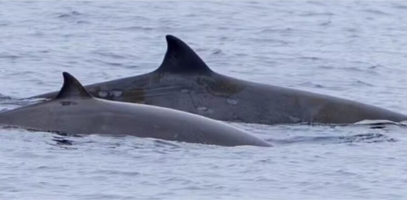 Raras baleias nunca antes vistas vivas são avistadas pela 1ª vez no México