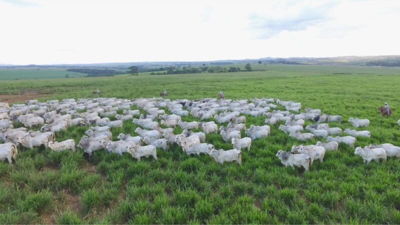 Escritórios Verdes JBS participam de mutirão em Diamantino para apoiar produtores na regularização ambiental