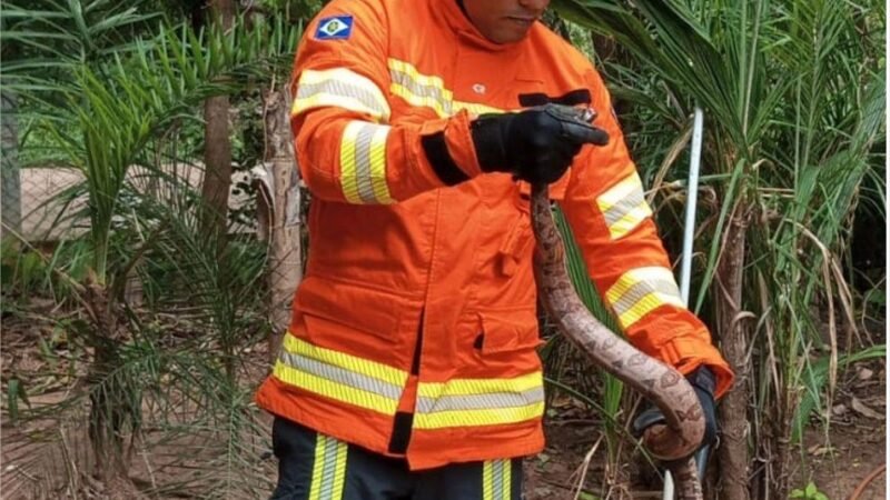 Corpo de Bombeiros captura animais silvestres em Poconé e Alta Garças