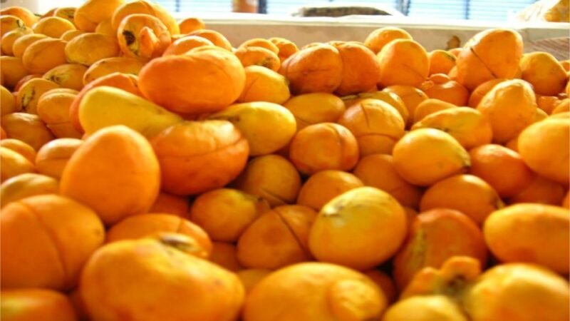 Capital do Pequi em Mato Grosso deve aumentar em 30% colheita até dezembro