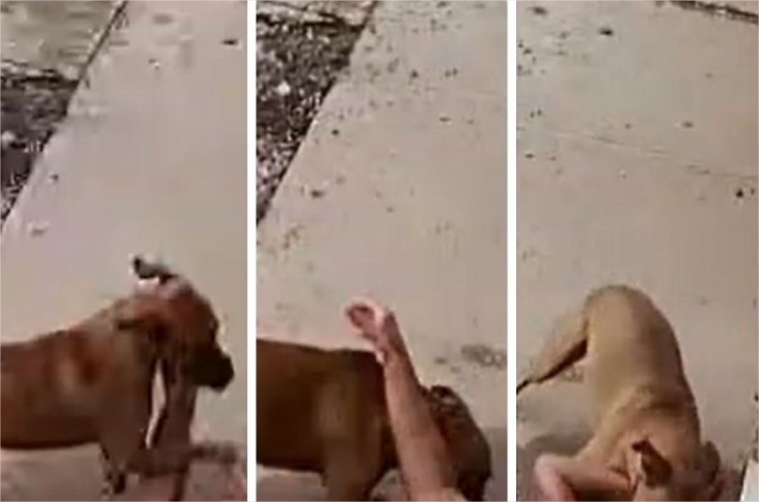 Vídeo mostra momento que idosa é atacada por cachorros em VG