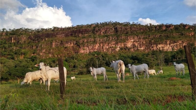 Mato Grosso fecha 2025 com 31,6 milhões de bovinos, aponta Indea