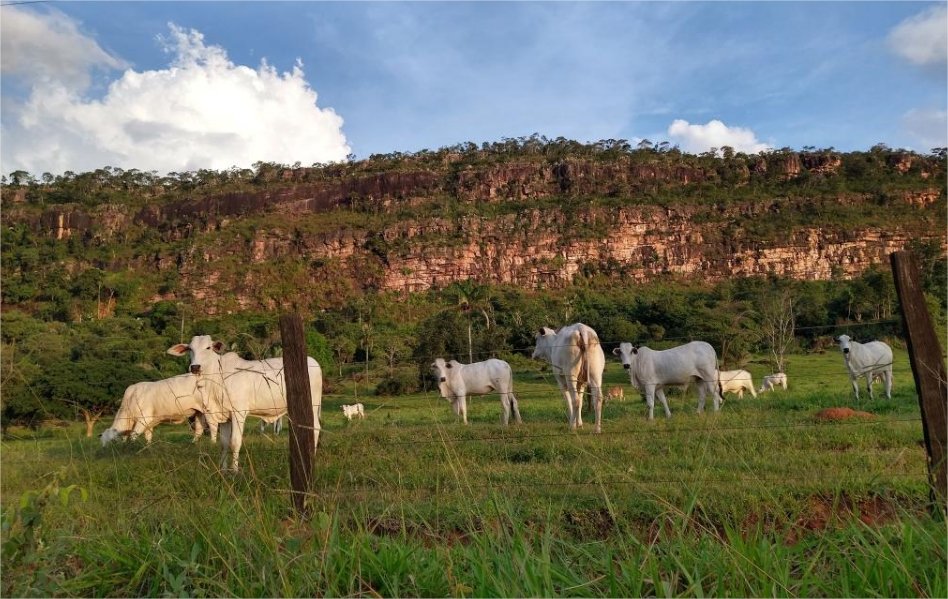 Mato Grosso fecha 2025 com 31,6 milhões de bovinos, aponta Indea