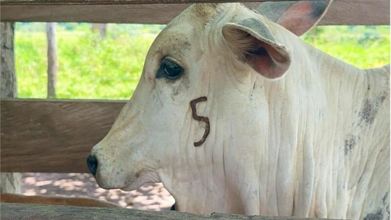 Prazo para vacinação contra brucelose termina no dia 31 de dezembro