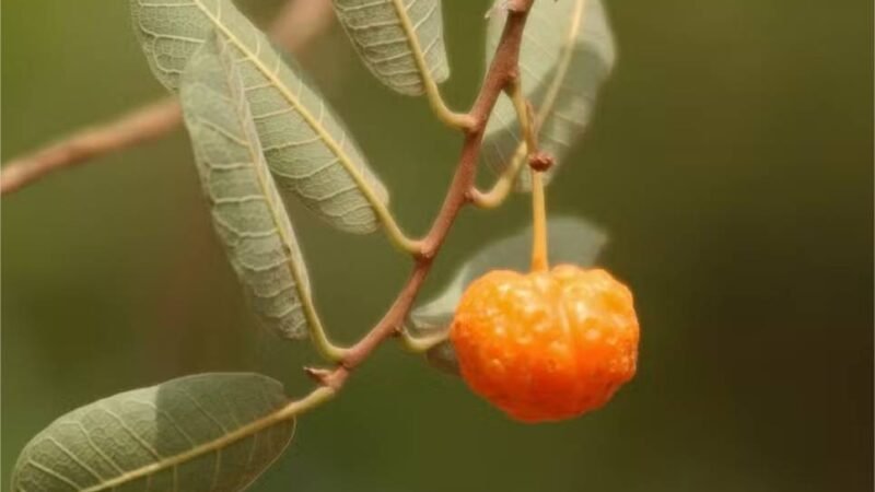 Mama-cadela: fruta desconhecida do Cerrado surpreende por teor de vitamina A