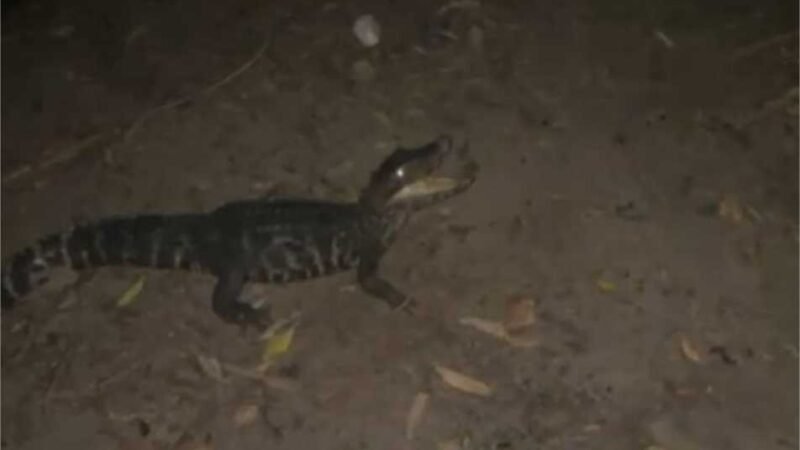 Batalhão Ambiental da Polícia Militar resgata jacaré preso em rede de pesca