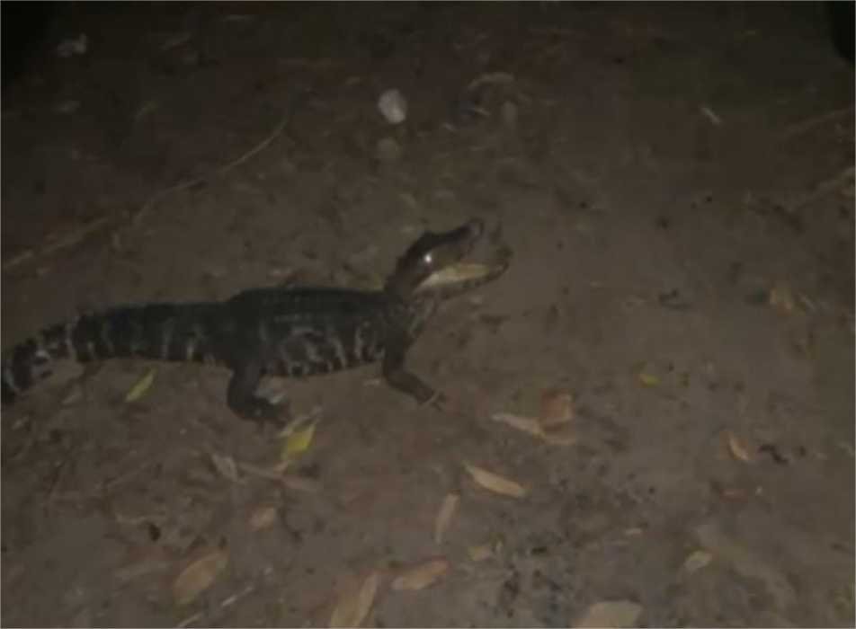 Batalhão Ambiental da Polícia Militar resgata jacaré preso em rede de pesca