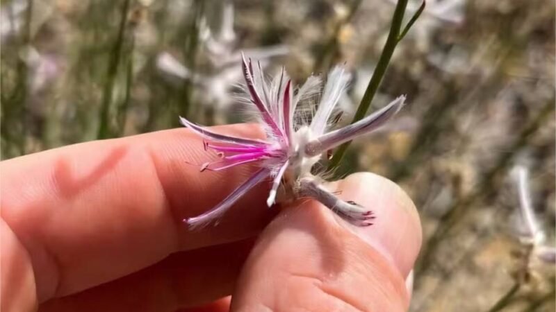 Como cientista amador reencontrou planta rara considerada extinta há 60 anos